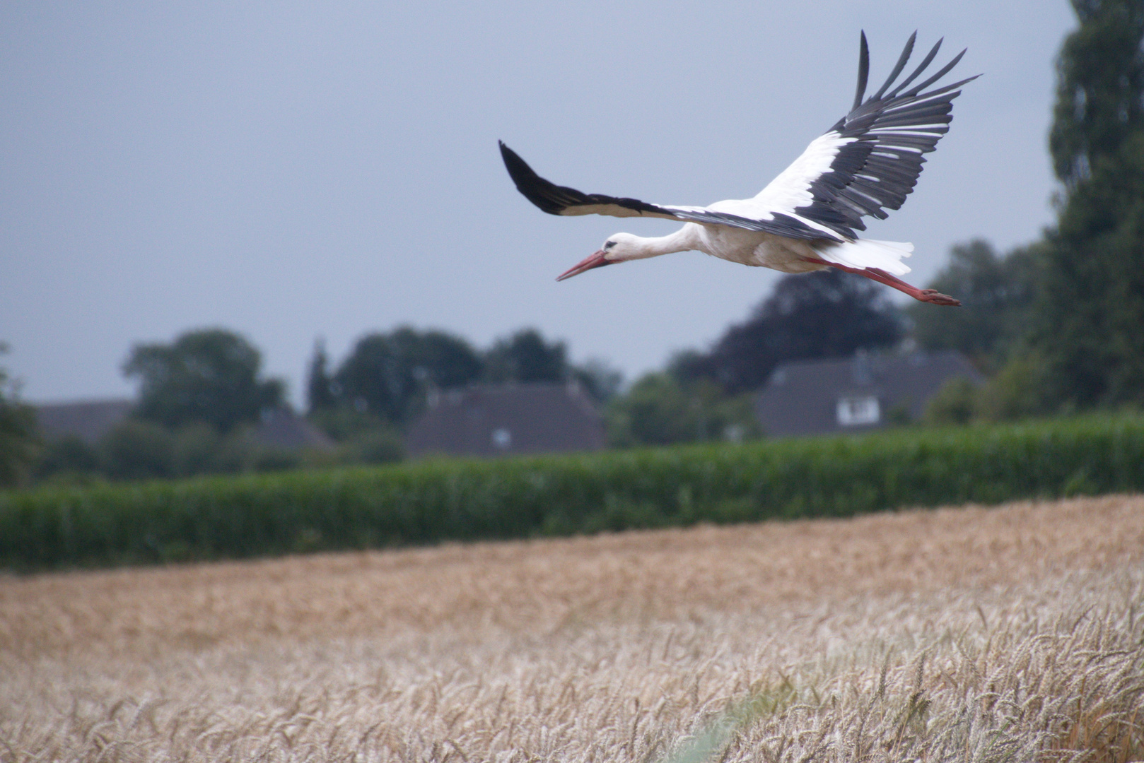 Storch in der Elbtalaue