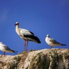 Storch in der ersten Reihe