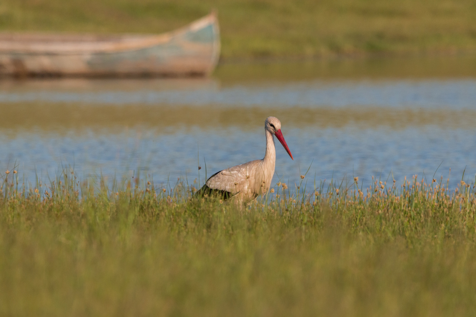 Storch in der goldenen Stunde