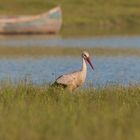 Storch in der goldenen Stunde