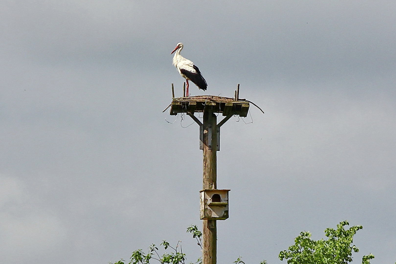 Storch in der Gronauermasch