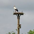 Storch in der Gronauermasch