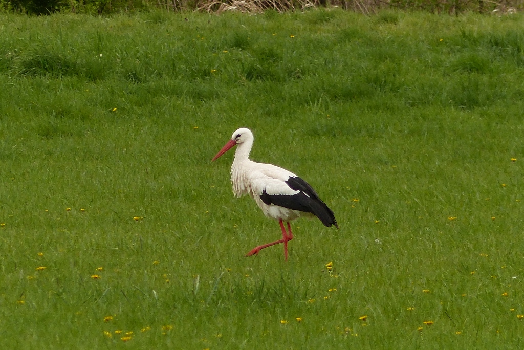 Storch in der Hammer Lippeaue.