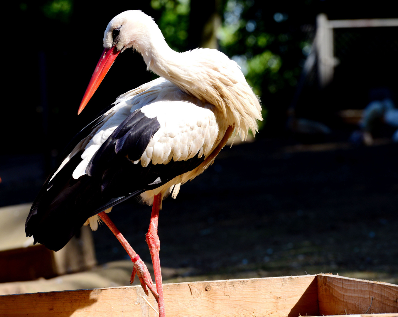 Storch in der Kiste... oder Logistik?