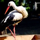 Storch in der Kiste... oder Logistik?