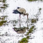 Storch in der masurischen Schweiz