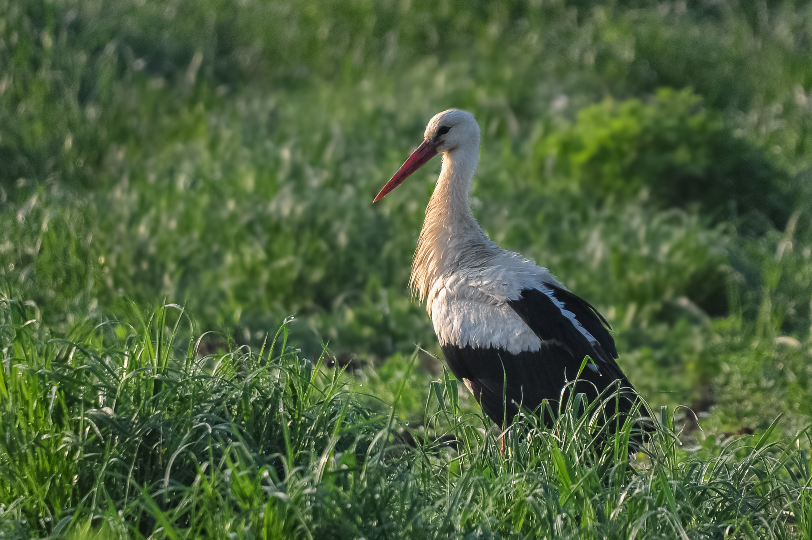 Storch in der Morgensonne