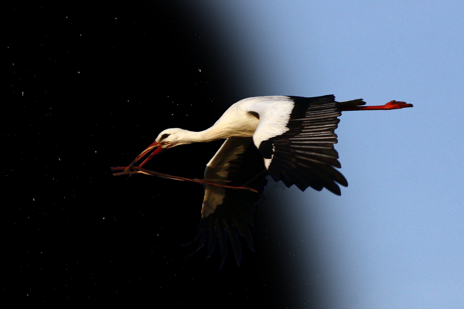 Storch in der Nacht