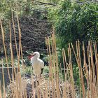 Storch in der Natur