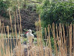 Storch in der Natur