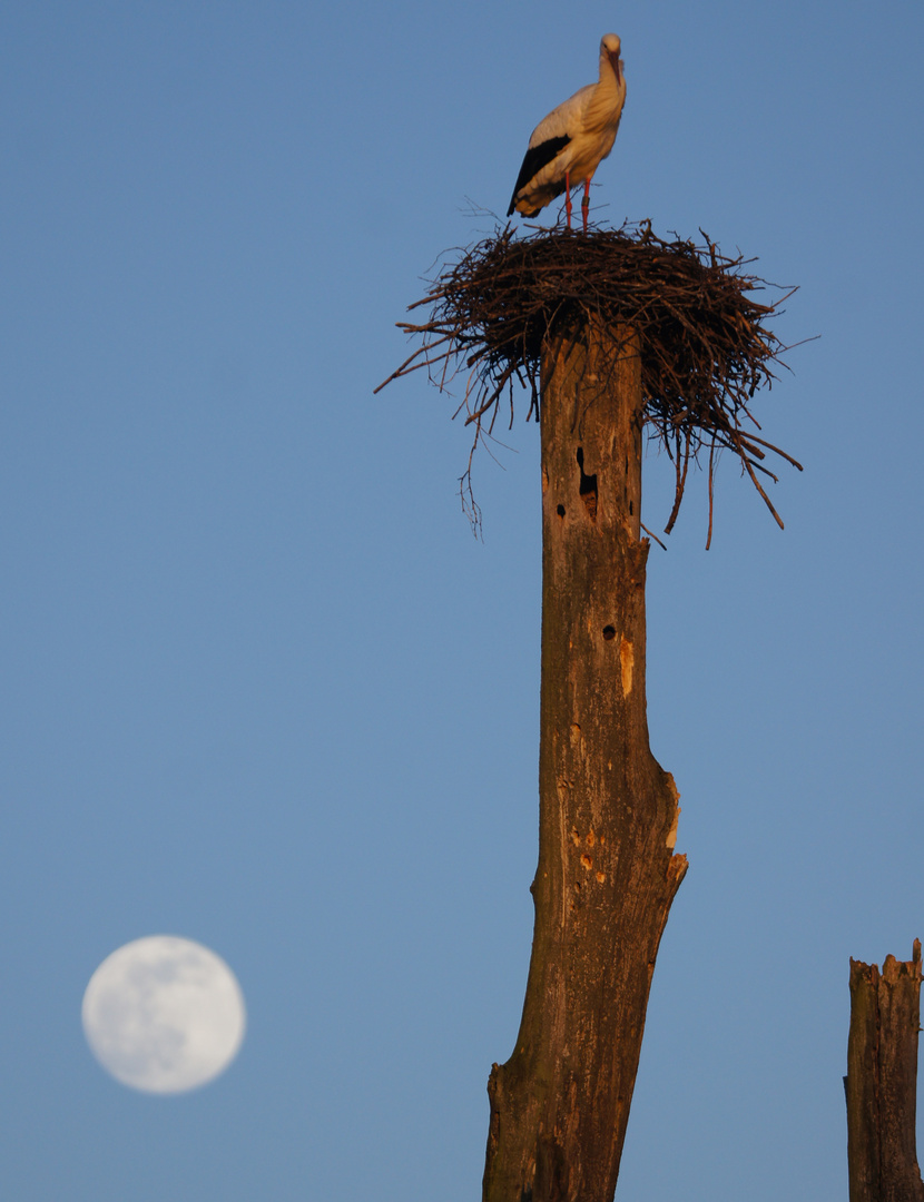 Storch in der Wetterau