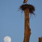 Storch in der Wetterau