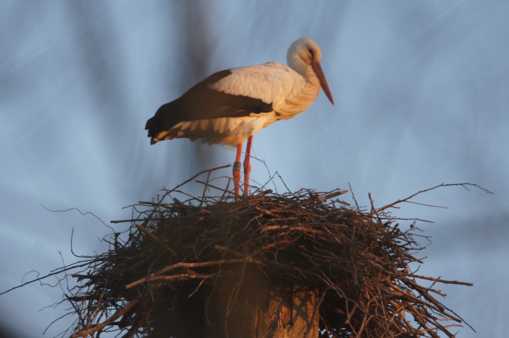 Storch in der Wetterau