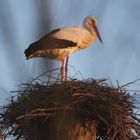 Storch in der Wetterau