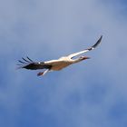 Storch in Ellingen