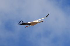 Storch in Ellingen