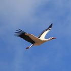 Storch in Ellingen