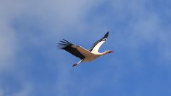 Storch in Ellingen