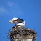 Storch in Ellingen