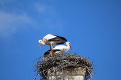 Storch in Ellingen