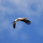 Storch in Ellingen