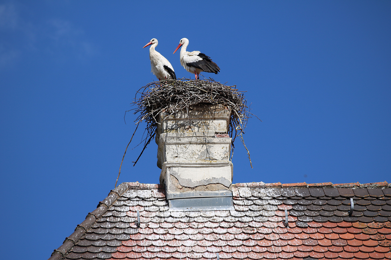 Storch in Ellingen