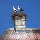 Storch in Ellingen