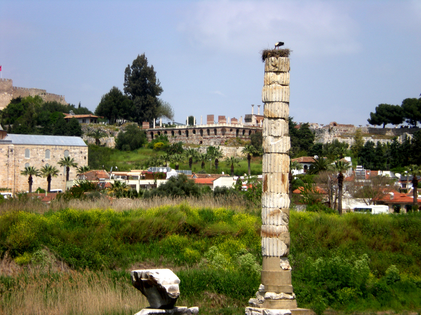 Storch in Ephesos