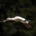 Storch in Flug