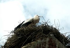 Storch in freier Natur (1)