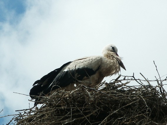 Storch in freier Natur (2)