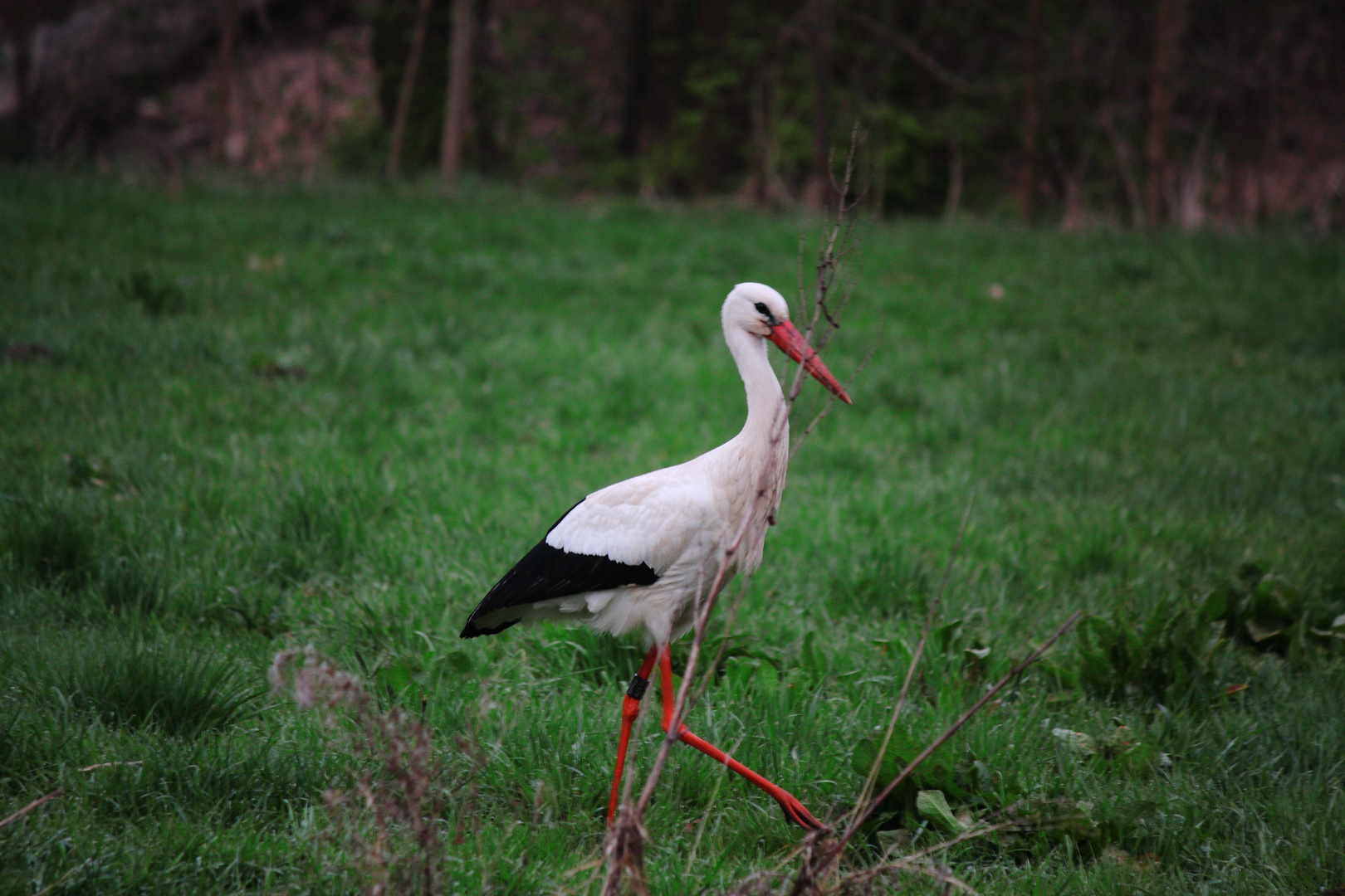 Storch in Fürth