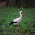 Storch in Fürth