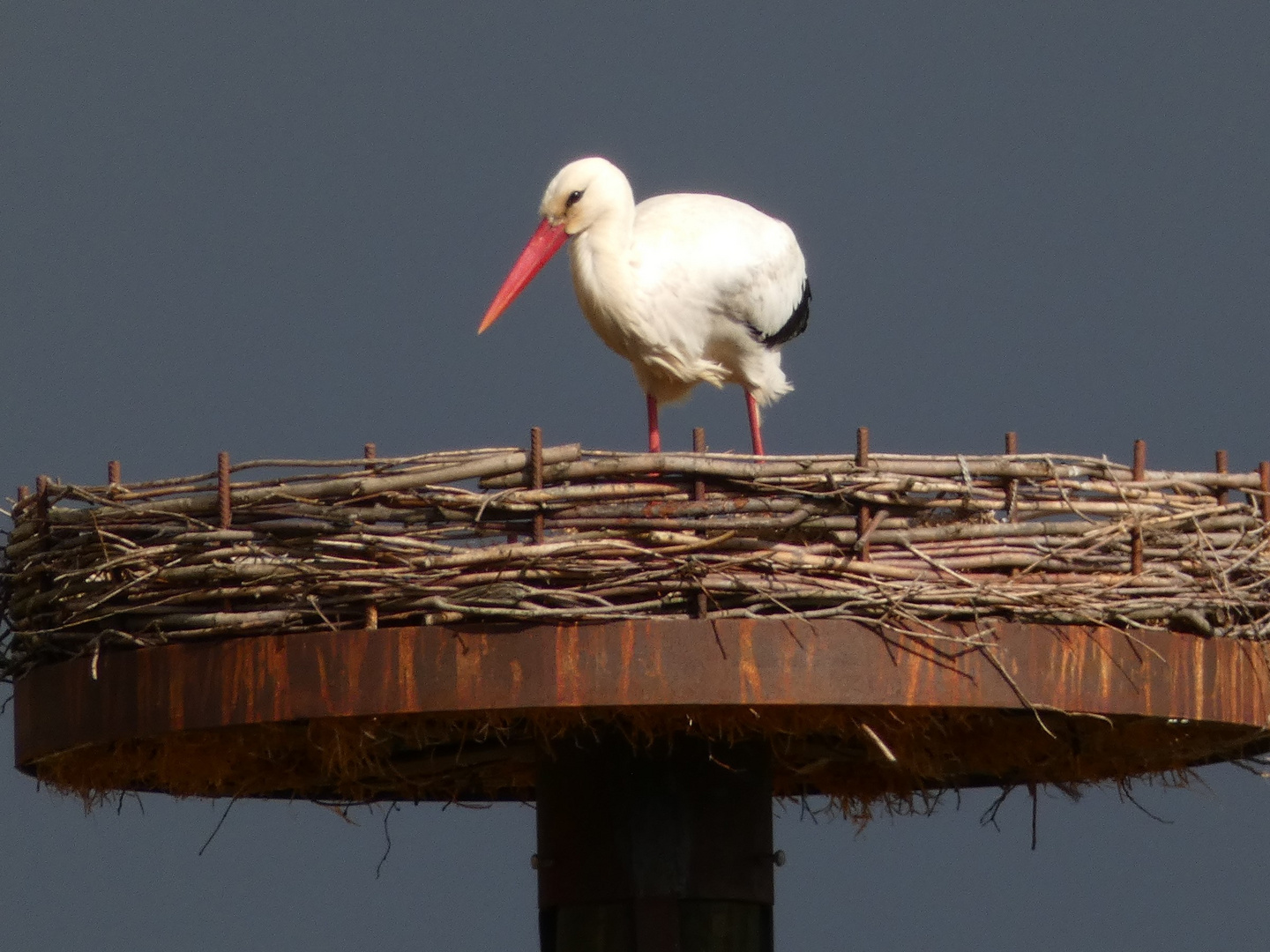 Storch in Hamm-Haaren