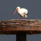 Storch in Hamm-Haaren