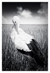 Storch in Kornfeld II