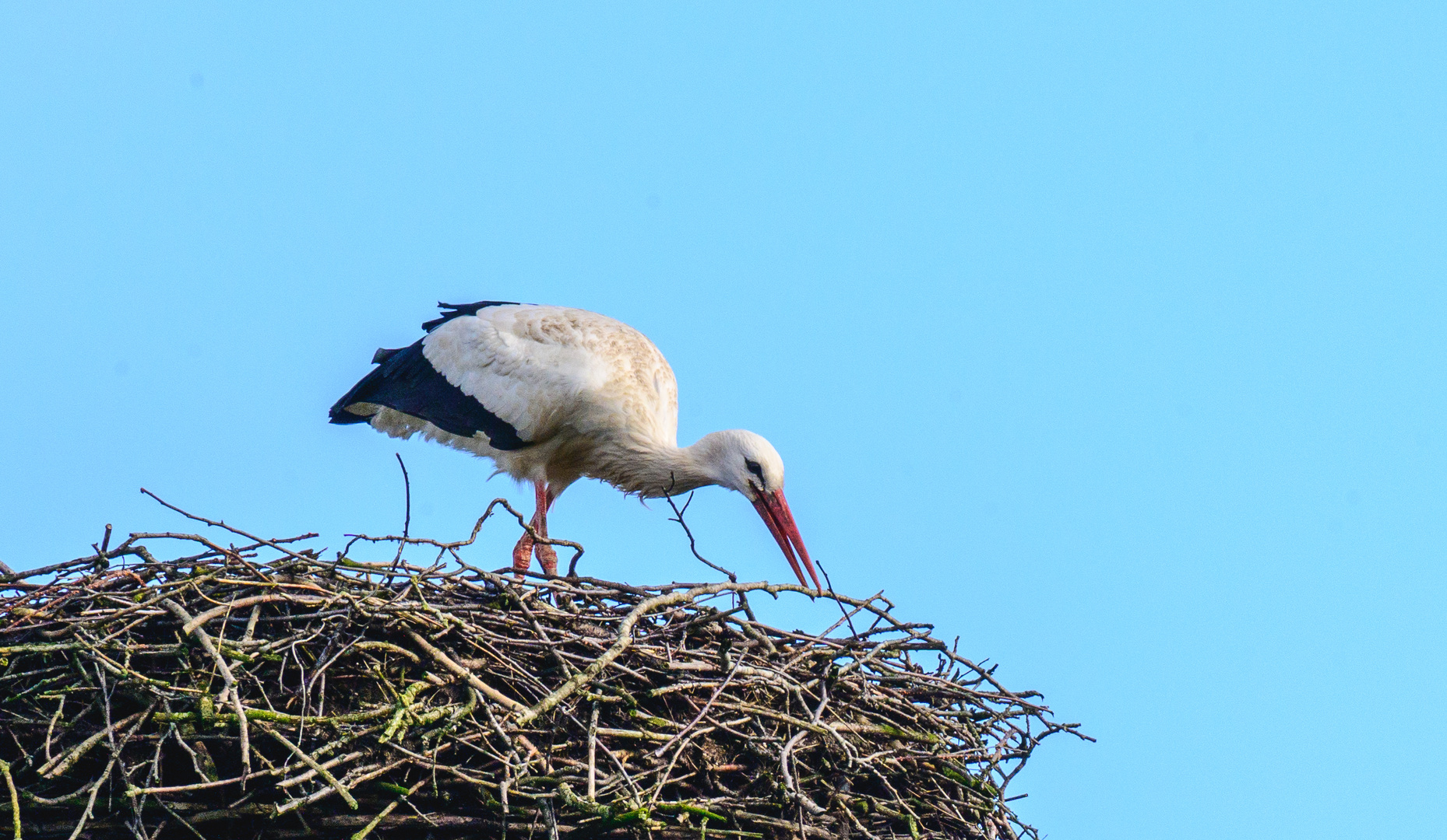 Storch in Kutenholz