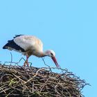 Storch in Kutenholz