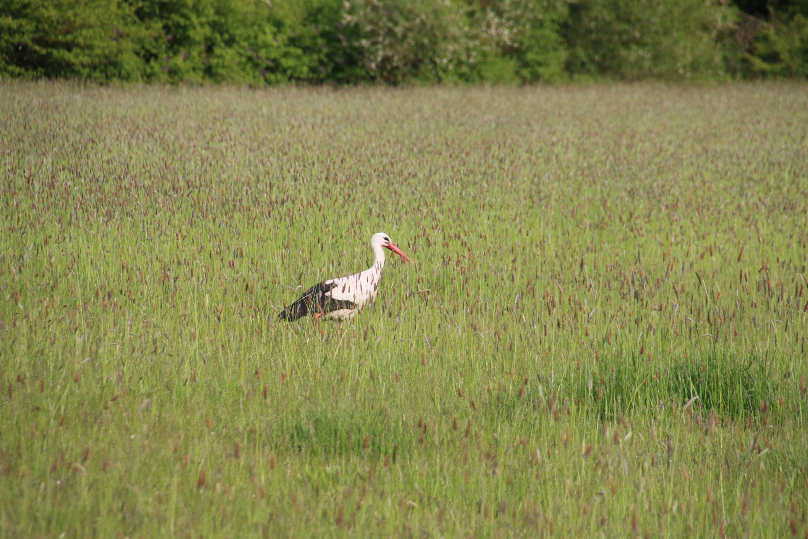 Storch in Leinemasch