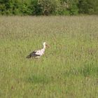 Storch in Leinemasch