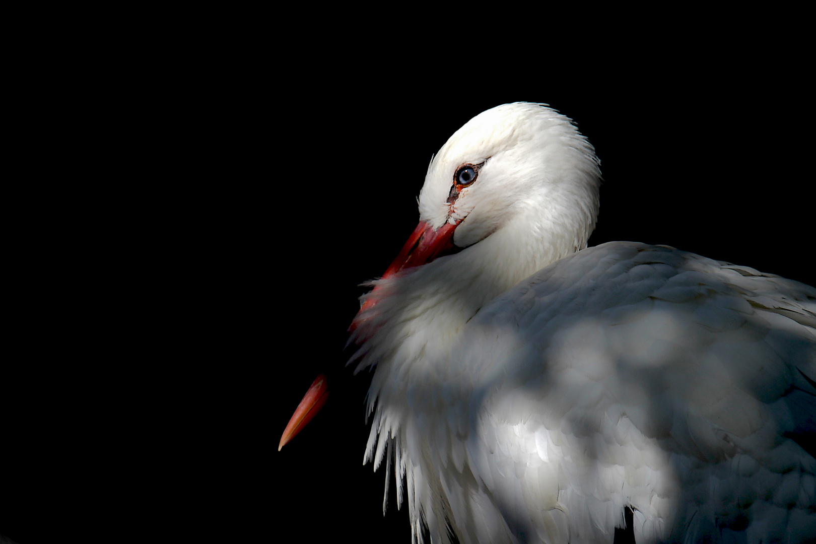 Storch in Licht & Schatten