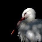 Storch in Licht & Schatten