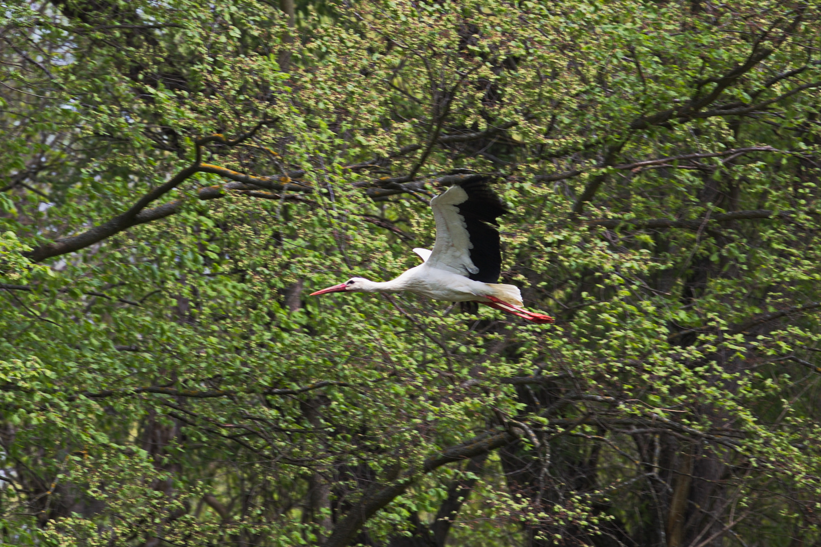 Storch in Marchegg NÖ