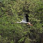 Storch in Marchegg NÖ