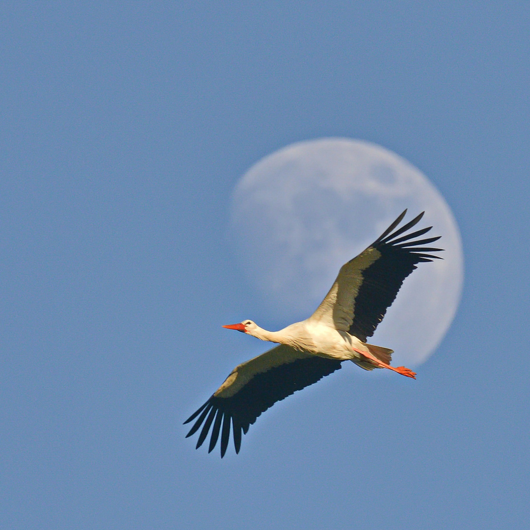 Storch in Marokko