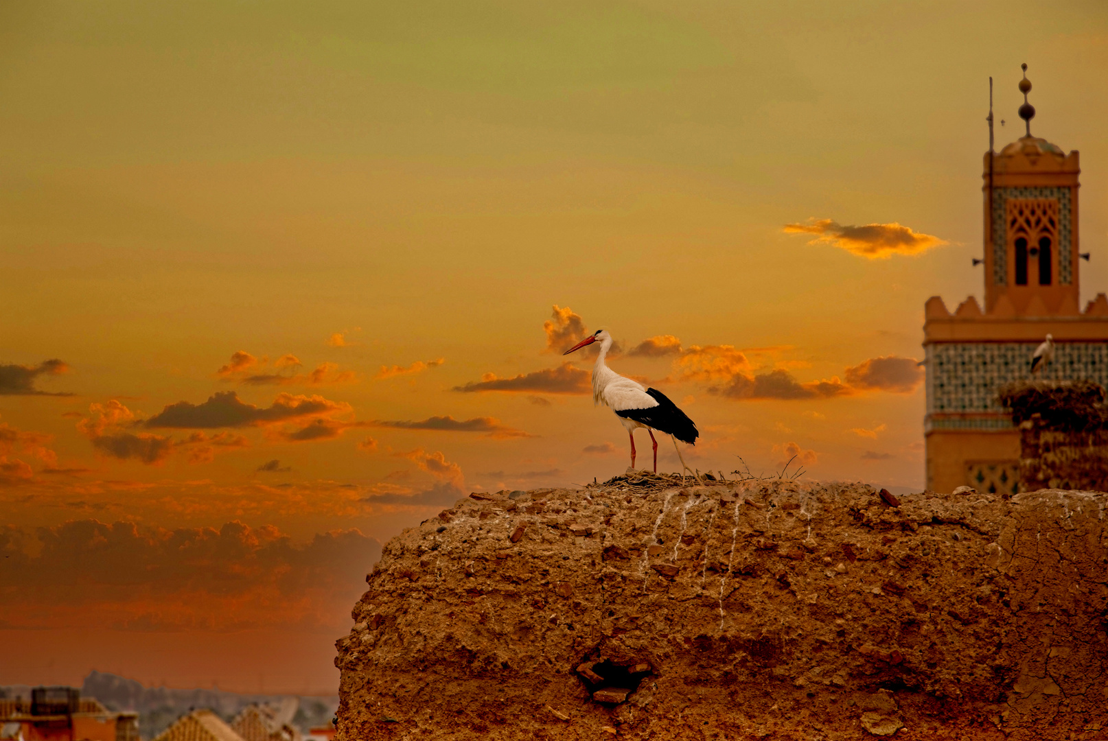 Storch in Marrakesch mit Fernweh