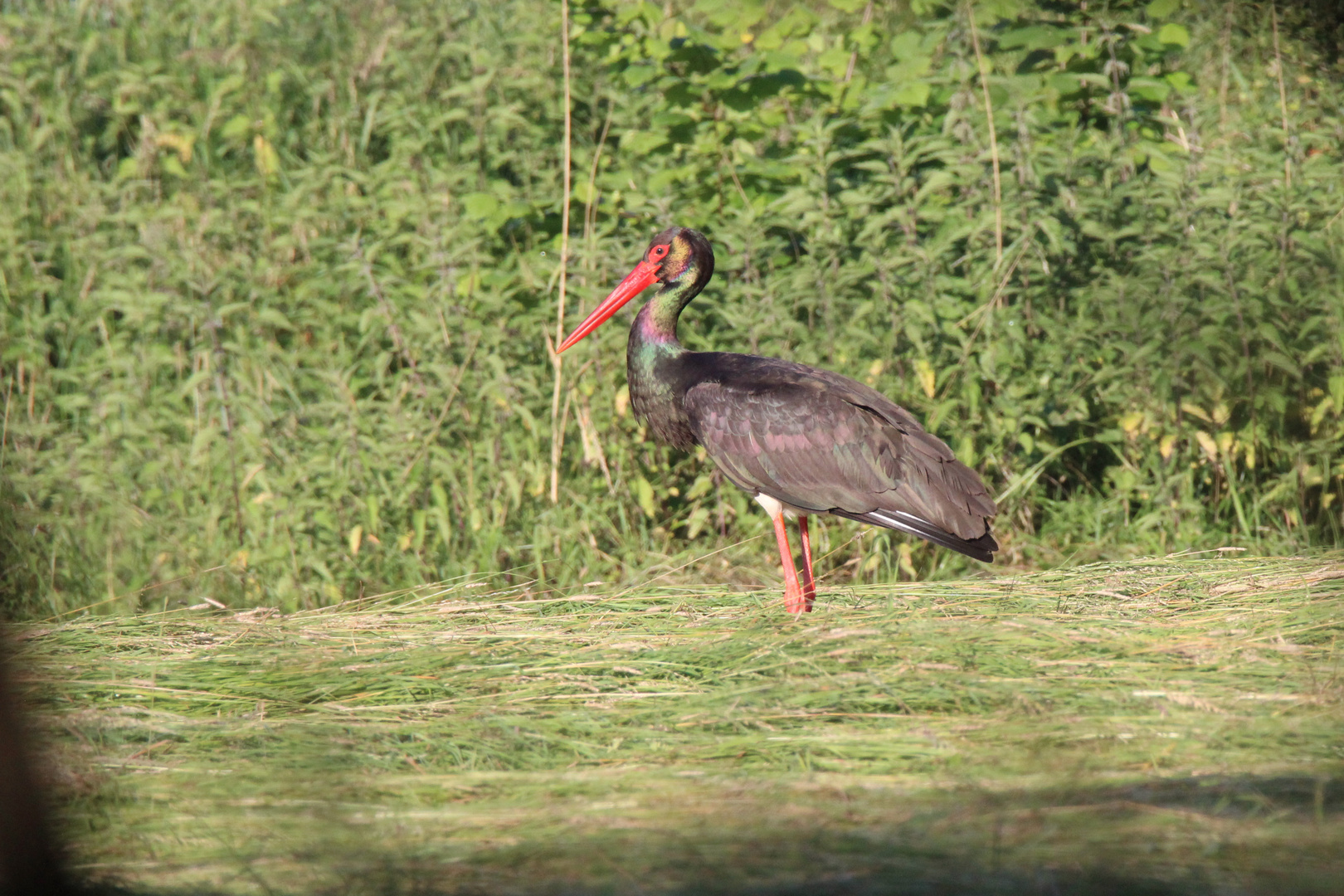 Storch in Morgensonne