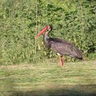 Storch in Morgensonne