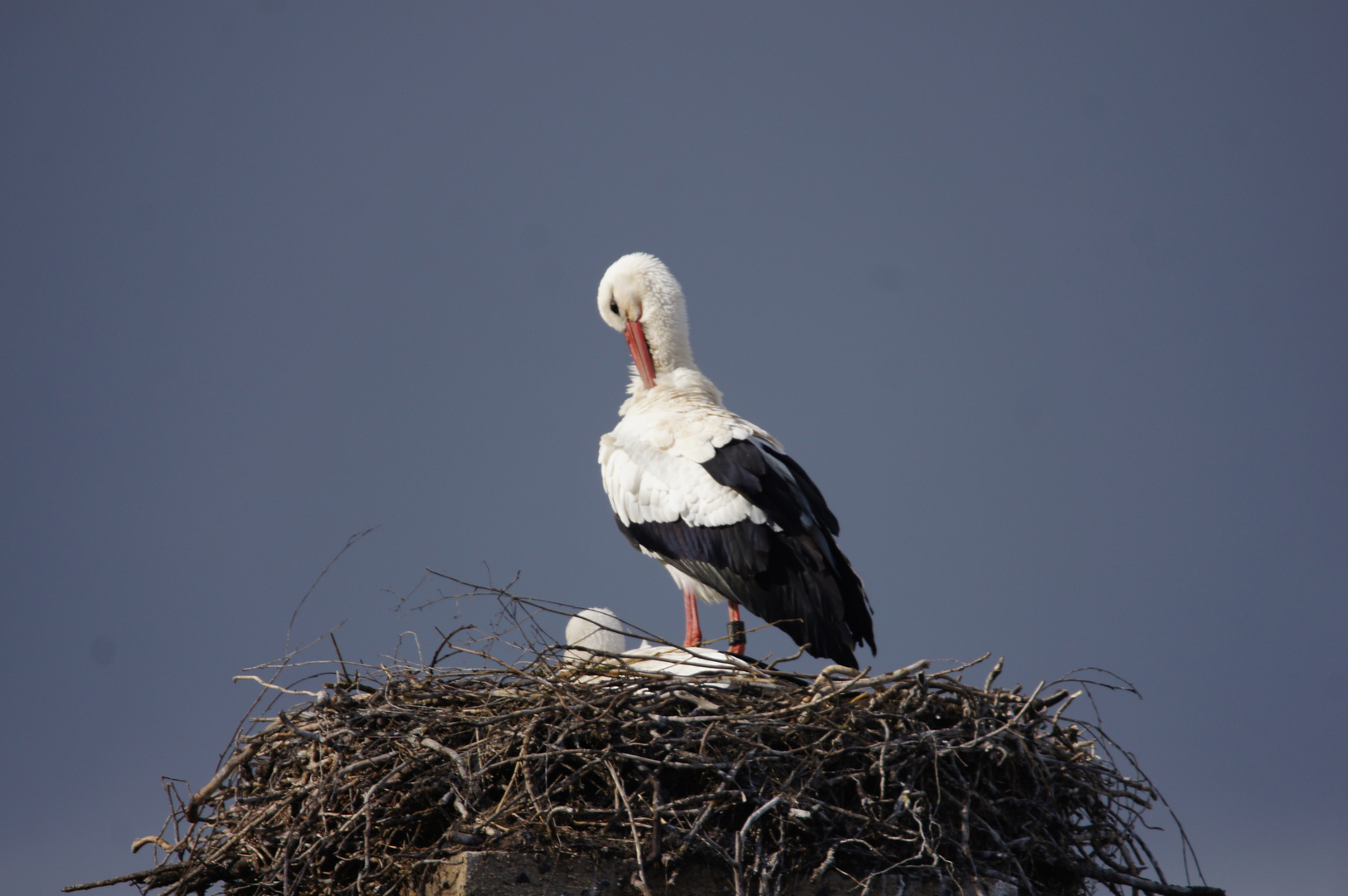 Storch in Münzenberg