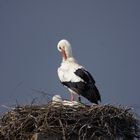 Storch in Münzenberg